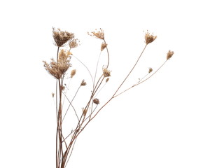 dry field flower with seeds isolated on white, clipping path
