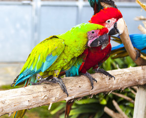 A pair of macaw parrots sit on a branch in the zoo.
