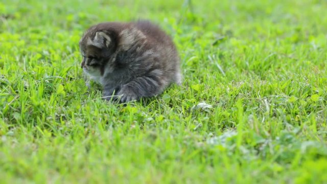 Little kitten on the grass