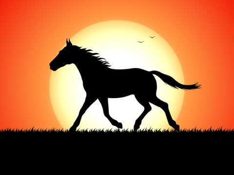 Silhouette of a running horse on sunset background