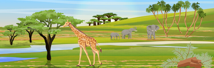 Giraffes eat the foliage of acacia trees. Family of African elephants at the watering hole. African savannah. Realistic vector landscape. The nature of Africa. Reserves and national parks.