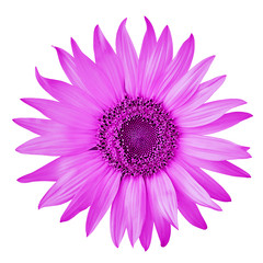 Fototapeta premium flower magenta sunflower, isolated on a white background. Close-up. Nature.
