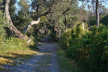 Walking path in forrest