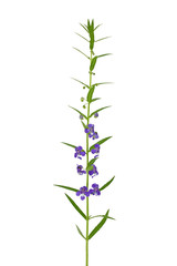 Close up of purple flower isolated on white background