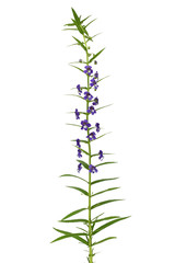 Close up of purple flower isolated on white background