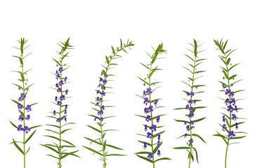 Close up of group purple flower isolated on white background