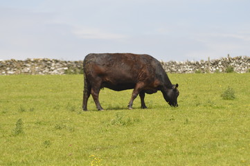 Cow grazing in field