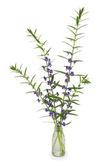 Close up of purpl flower in glass bottles with isolated on white background
