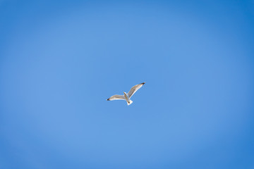 Fototapeta na wymiar Free Bird against Sky