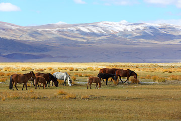 Herd of horses with mountain at in Bayan-Ulgii province of western Mongolia