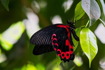 Scarlet Mormom Butterfly