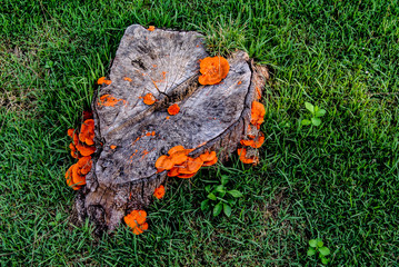 Orange mushroom growth on wood, Pycnoporus cinnabarinus, also known as the cinnabar polypore