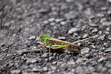 Locusta migratoria トノサマバッタ