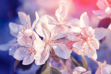 Obraz na płótnie Canvas White flowers blossom on tree. Beautiful pastel background