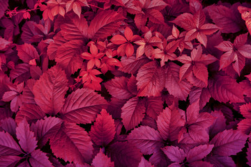 Red leaves of nature plants. Abstract autumn background