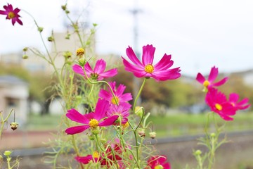 Fototapeta premium 秋風に揺れるピンク色のコスモス