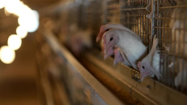 Poultry farm for broiler chickens breeding, young chickens sit in open-air cages and pecking mixed fodder, poultry house
