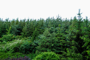 Fototapeta premium Beautiful green arboretum in the park Sofiyivka
