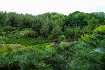 Fototapeta na wymiar Beautiful green arboretum in the park Sofiyivka