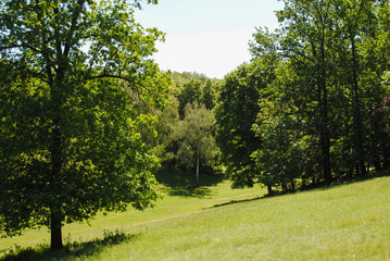 Beautiful green arboretum in the park Sofiyivka