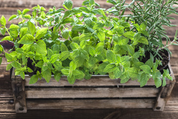 Fresh green herbs from the garden, mint, basil and rosemary