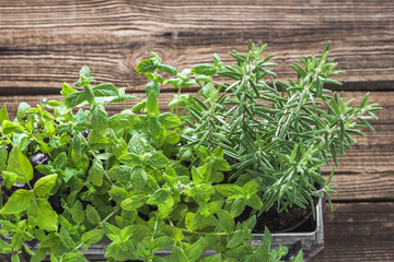 Green garden herbs, fresh rosemary, mint and basil in the box on wooden table