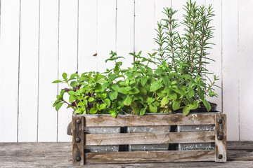 Fresh green garden herbs on wooden background.