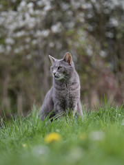 Katze im Garten