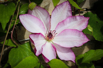 flower in garden