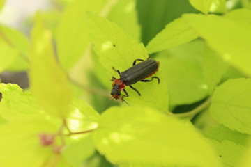 black beetle on a green leaf