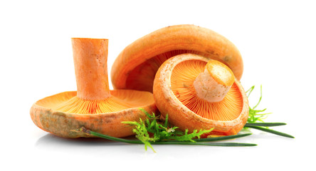Raw wild Saffron milk cep mushrooms isolated on white background. Lactarius deliciosus. Rovellons,...