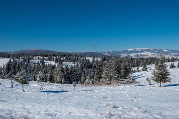 Fototapeta na wymiar Winter landscape with snow on trees