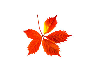 Autumn colors leaf isolated on white background