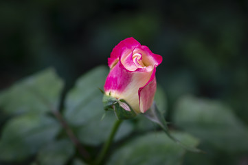 Beautiful tender pink rose Double Delight in soft focus. The greenery garden acts as a dark background. Natural daylight. Nature concept for design