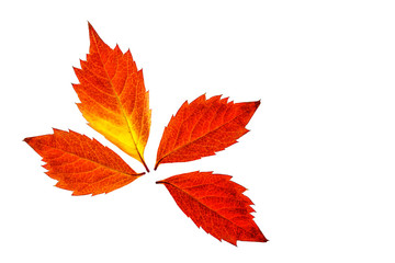 Naklejka na ściany i meble Autumn foliage, colorful leaves, isolated on white background