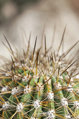 Naklejka na ściany i meble Macro photography of a big cactus