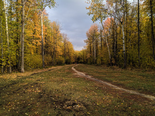 Obraz premium road in autumn forest