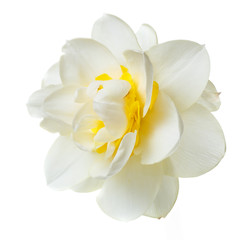 Gentle yellow narcissus flower isolated on white background.