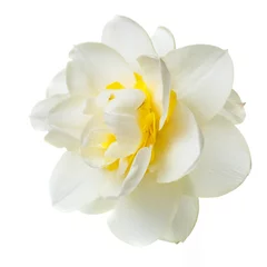 Foto op Canvas Gentle yellow narcissus flower isolated on white background. © ksi