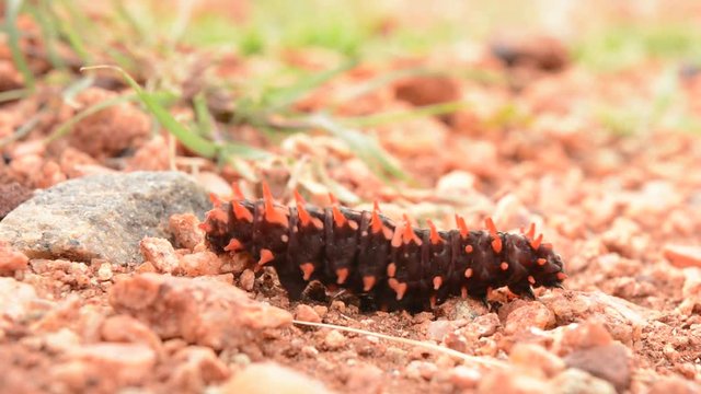 The Pipevine Swallowtail caterpillar in garden