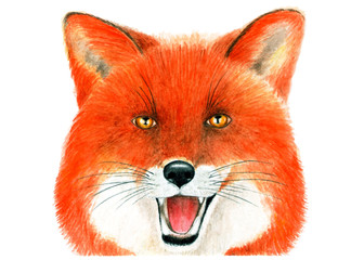 Portrait of Fox. Watercolor illustration.
Portrait of a Fox painted in watercolor. Illustration for printing on t-shirts, fabrics, magazines about animals.
