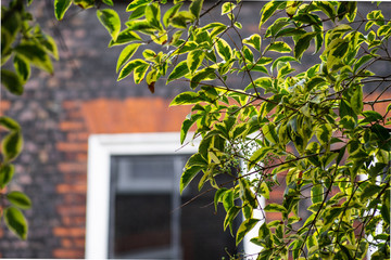 Green leaves with brick building in the background - Soho, UK