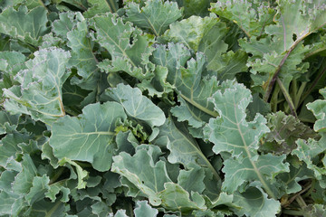 Close up of sea kale (Crambe maritima) growing in seacoast in Hiiumaa, Estonia.