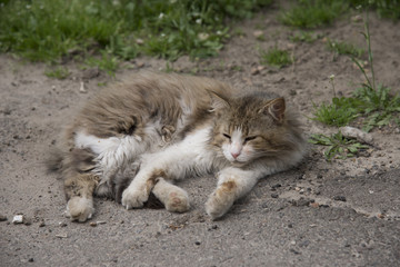 Naklejka na ściany i meble Stray cat lying on the street