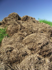 除草された枯れ草と青空