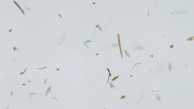 Motion of the particles in the air from the wind on a white background