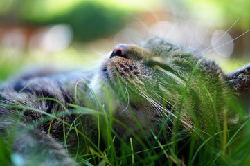 Katze auf Sommerwiese