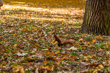 Jesienna wiewiórka © Piotr_Kardas
