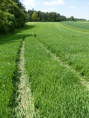 Ślady traktora na polu żyta. To znak zmechanizowania prac polowych w rolnictwie. Środek wiosny. Śląsk na terenie Polski.i