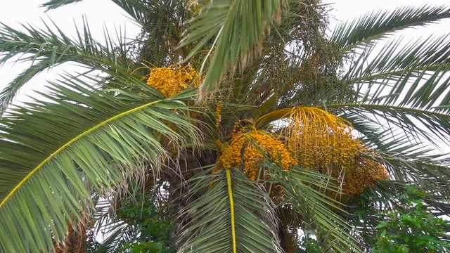 Bunch of dates on date palm. Fruit on the palm tree. Africa. Tunisia